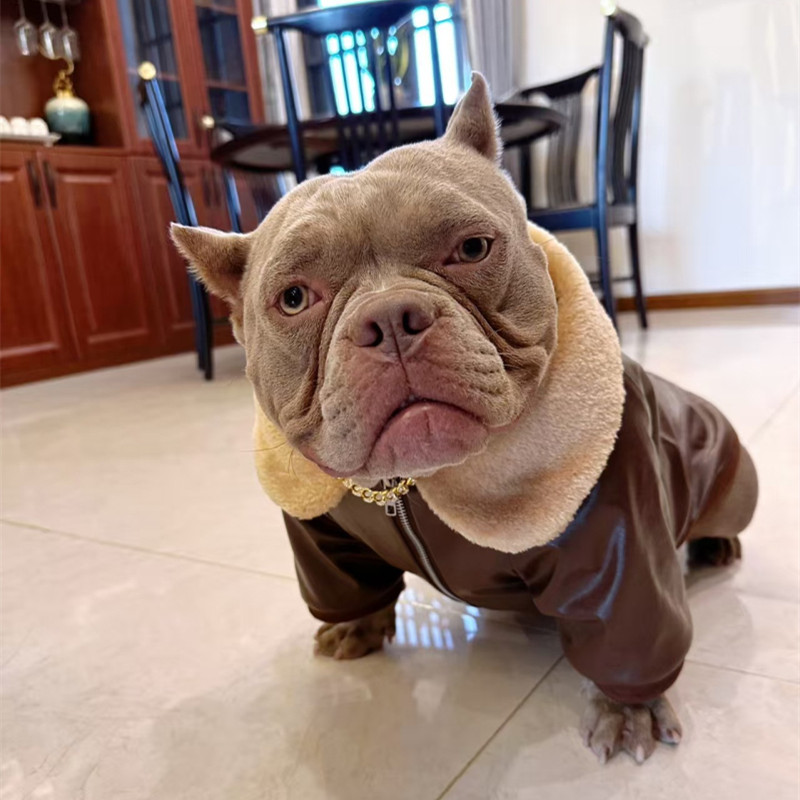 Winter Clothing In French - Cappotto per cani carlino Giacca invernale