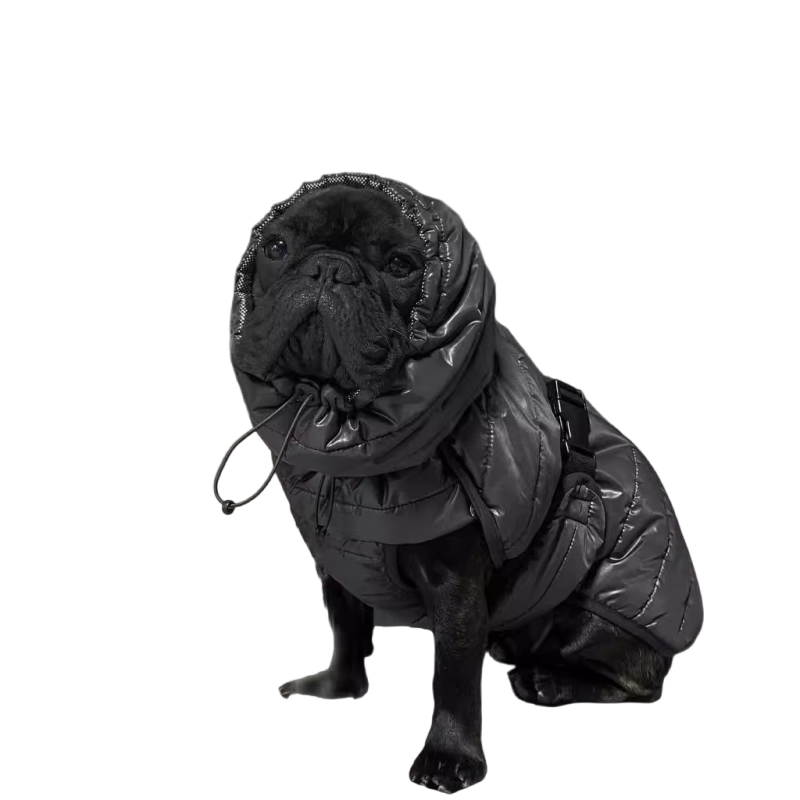 Winter Clothing In French - Cappotto per cani carlino Giacca invernale