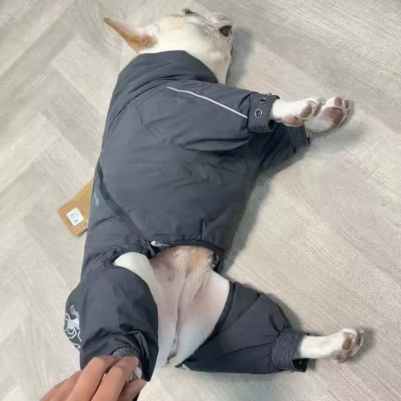 Bulldog francese Abbigliamento - Winter Clothing In French recensione e prezzo