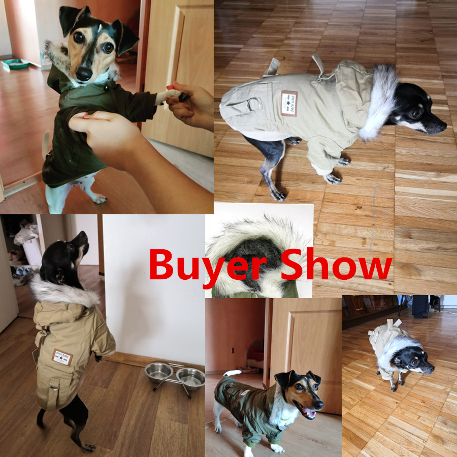 Abbigliamento per cani di picc - Winter Clothing In French recensione e prezzo