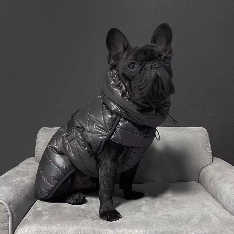 Cappotto per cani carlino Giac - Winter Clothing In French recensione e prezzo